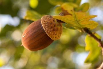 Acorn and leaves of oak, spring and autumn background.