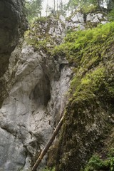 Obraz premium The colors of nature - landscape with a wild forest