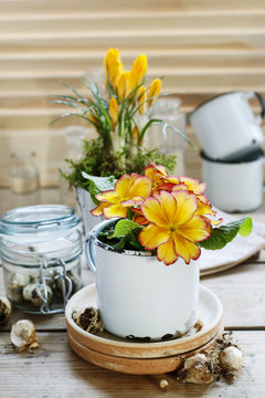 Yellow primula flower in vintage mug.