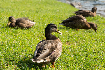 wild duck on the shore of the lake