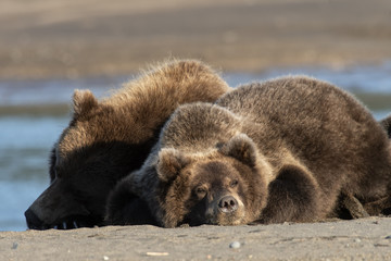 Obraz na płótnie Canvas Mom & cubs resting on the beach; Lake Clark National Park; Alaska