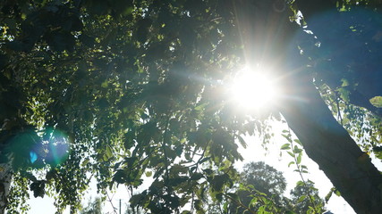 słońce drzewo natura