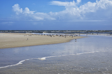 The Amelia Island Florida, Fernandina Beach is occupied by wild birds, Florida, USA