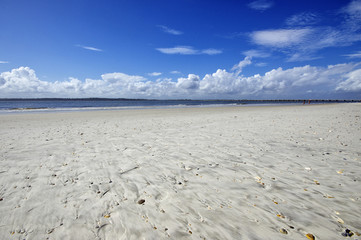 The Amelia Island Florida, Fernandina Beach is occupied by wild birds, Florida, USA
