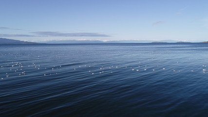 top view of see with bird