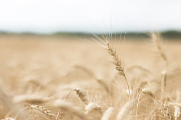 Fototapeta premium Spike of wheat