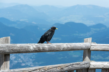 black bird sitting on a wooden fence