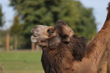 camel portrait