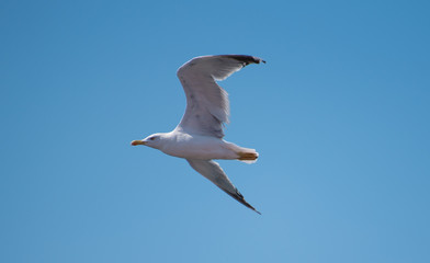 seagull