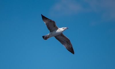 Seagull in flight