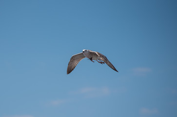Seagull in flight