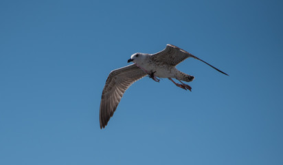 Seagull Flying
