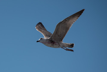 Seagull Flying