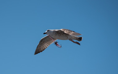 seagull in flight