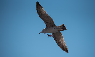 seagull in flight