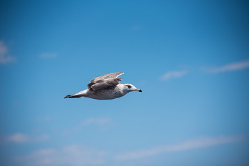 Thassos seagull 1
