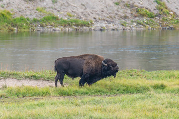 Bison of Yellowstone