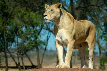 Lioness Searching for her cubs