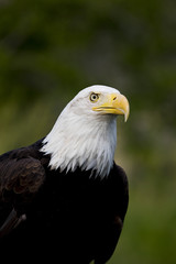 Bald Eagle Portrait