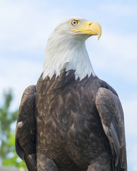 Bald Eagle Portrait