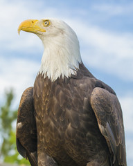 Bald Eagle Portrait