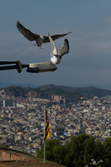 Birds fighting for a spot