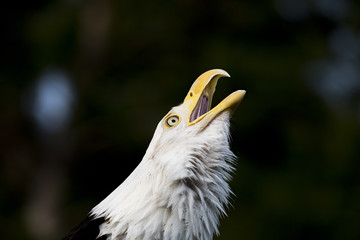 Bald Eagle Portrait