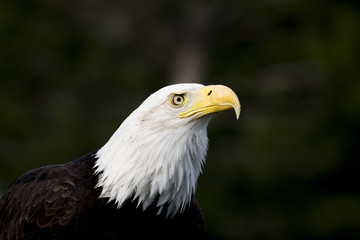 Bald Eagle Portrait