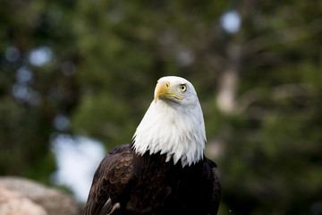 Bald Eagle Portrait