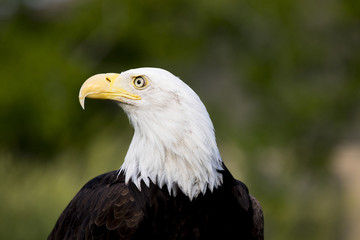 Bald Eagle Portrait