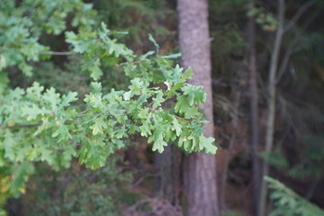 Young oak in the forest