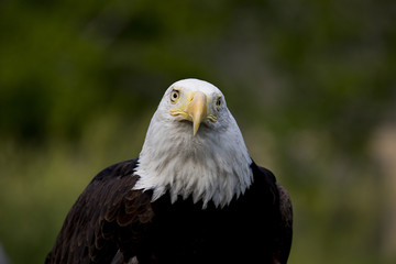 Bald Eagle Portrait