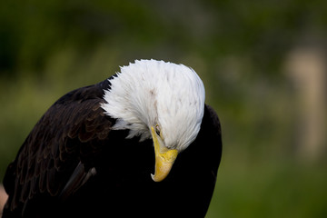 Bald Eagle Portrait