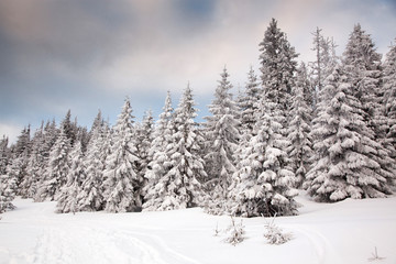 Fototapeta na wymiar winter background of snow covered fir trees in the mountains