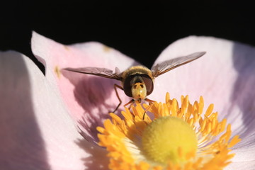Howerfly drinking nectar © ramund88
