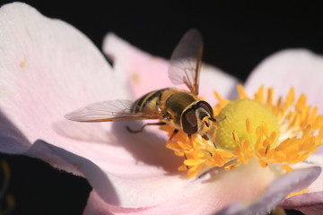 Howerfly drinking nectar
