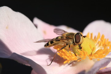 Howerfly drinking nectar © ramund88