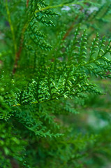 Fototapeta premium Incense cedar tree Calocedrus decurrens branch close up.