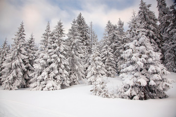 winter background of snow covered fir trees in the mountains