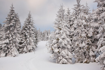 winter background of snow covered fir trees in the mountains