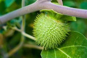 Devil's Trumpet, Datura metel, in the garden, close up.