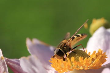 Howerfly drinking nectar