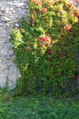 Wild grapes on wall. Green winding liana covers high wall. Fencing with green leaves
