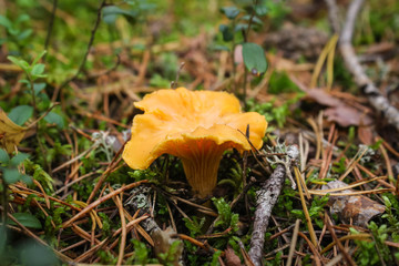Cantharellus cibarius - edible mushroom. Fungus in the natural environment.