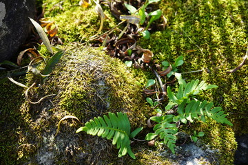 green moss on a tree