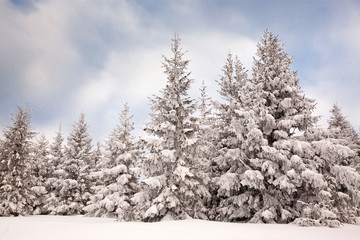 winter background of snow covered fir trees in the mountains