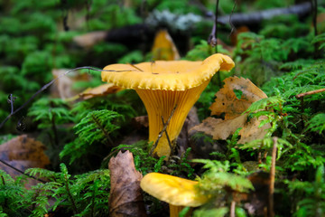 Cantharellus cibarius - edible mushroom. Fungus in the natural environment.