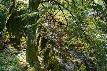 tree in forest
