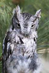 Screech Owl Portrait