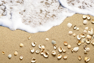 Seashells on the sandy beach with sea foam and waves 
